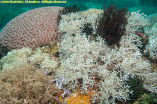 soft coral and brain coral
